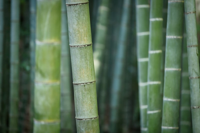 Bamboo Accents